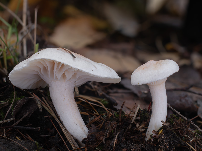 Hygrophorus roseodiscoideus